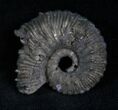 Pyritized Ammonite From Russia - #7289-1